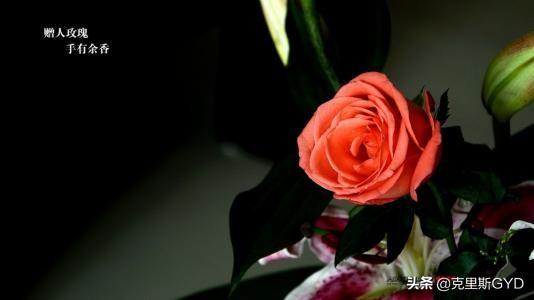 予人玫瑰手留余香（予人玫瑰手留余香相近的谚语）